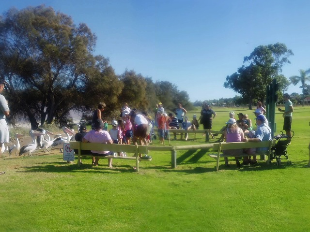 Pelikanf�tterung in Kalbarri