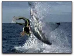 shark